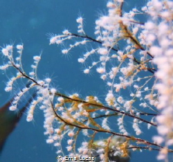 A real close look reveals delicate beauty by Erna Lucas 